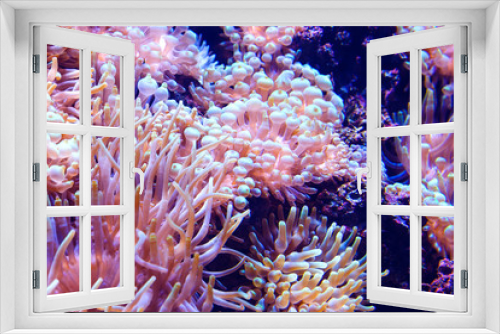 Fototapeta Naklejka Na Ścianę Okno 3D - Marine life sea anemone Condylactis gigantea underwater in the sea. Nature background.