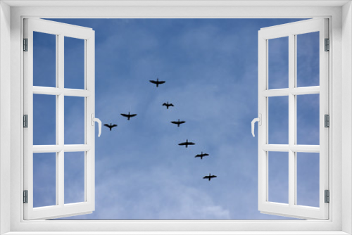 Fototapeta Naklejka Na Ścianę Okno 3D - 鳥の群れと青空と雲（飛行、仲間、目指す、帰宅、向かうなどイメージ）