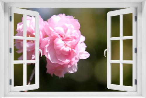 Fototapeta Naklejka Na Ścianę Okno 3D - Mandelblüten (prunus dulcis) mit Platz für Freitext vor  verschwommenem Hintergrund