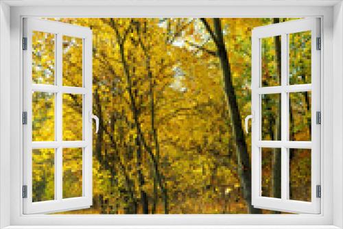 Fototapeta Naklejka Na Ścianę Okno 3D - Autumn forest and yellow leaves