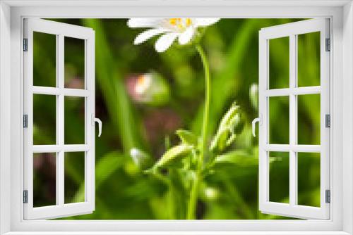 Fototapeta Naklejka Na Ścianę Okno 3D - Macro of white stitchwort flowers