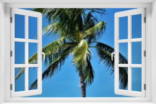 Fototapeta Naklejka Na Ścianę Okno 3D - palm, tree, sky,blue,coconut,palm tree,tropical, nature,tropics,green, trees, blue sky,palms