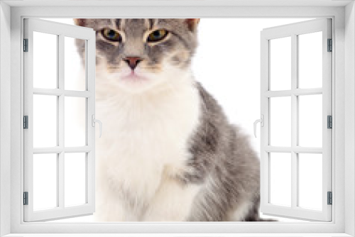 Fototapeta Naklejka Na Ścianę Okno 3D - Cat on a white background