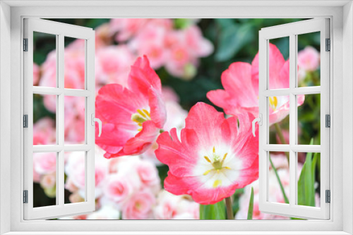 Fototapeta Naklejka Na Ścianę Okno 3D - Beautiful tulip flower and green leaf background in the garden at winter or spring day for postcard, beauty decoration and agriculture idea concept design.