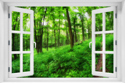 Fototapeta Naklejka Na Ścianę Okno 3D - Forest path in greenwood