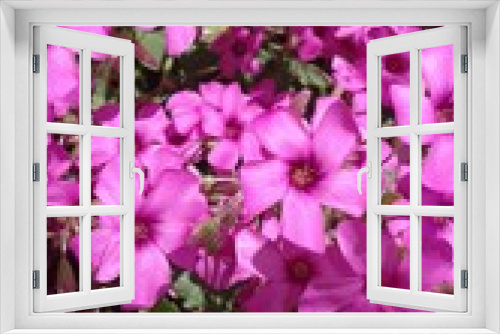 Fototapeta Naklejka Na Ścianę Okno 3D - flower, pink, nature, plants, beauty
