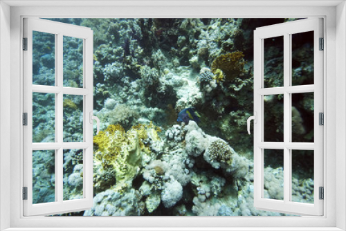 Fototapeta Naklejka Na Ścianę Okno 3D - coral and fish