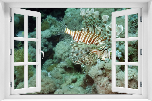 Fototapeta Naklejka Na Ścianę Okno 3D - coral and lionfish