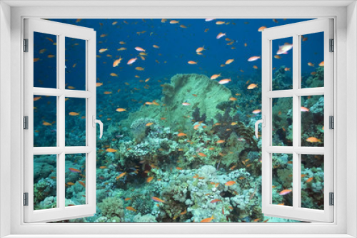 Fototapeta Naklejka Na Ścianę Okno 3D - coral and fish
