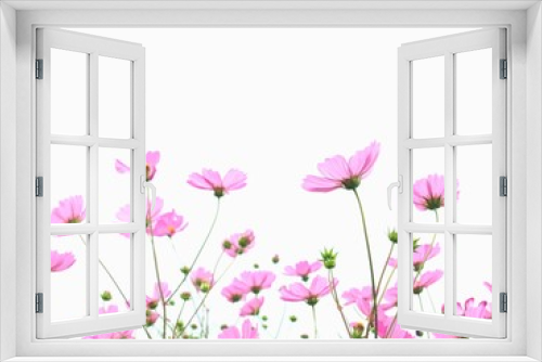 Fototapeta Naklejka Na Ścianę Okno 3D - ピンクのコスモスの花、バックショット、白背景