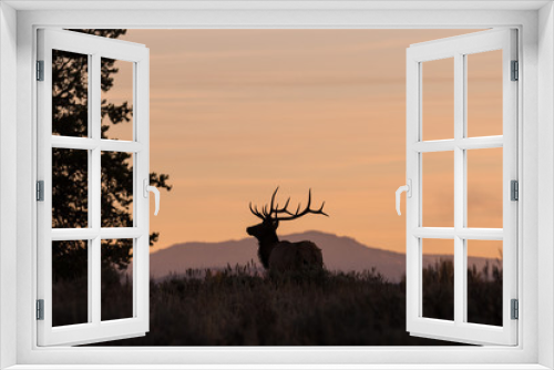 Fototapeta Naklejka Na Ścianę Okno 3D - Bull Elk at Sunrise