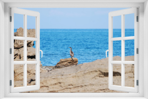 Fototapeta Naklejka Na Ścianę Okno 3D - Birdwatching in Sardegna