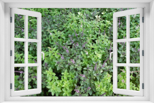 Fototapeta Naklejka Na Ścianę Okno 3D - Mint growing in a garden