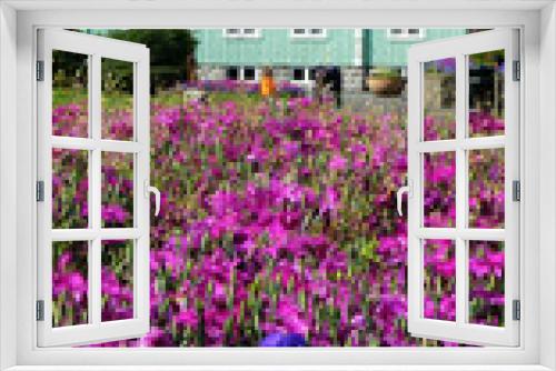 Fototapeta Naklejka Na Ścianę Okno 3D - Blumen im