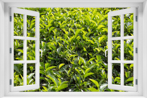 Fototapeta Naklejka Na Ścianę Okno 3D - Close-up photograph of tea plant