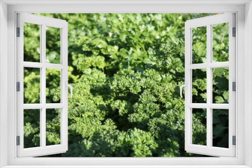 Fototapeta Naklejka Na Ścianę Okno 3D - Fresh parsley in the garden 3