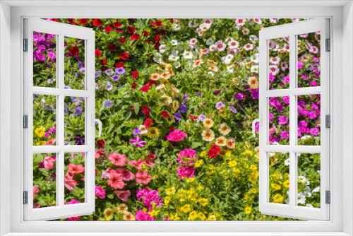 Fototapeta Naklejka Na Ścianę Okno 3D - Petunia spring flowers