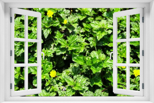 Fototapeta Naklejka Na Ścianę Okno 3D - The natural foliage