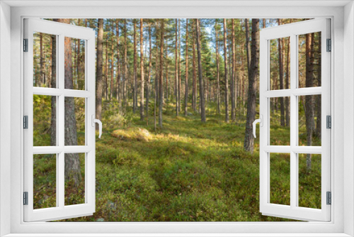 Fototapeta Naklejka Na Ścianę Okno 3D - Pine forest in Finland