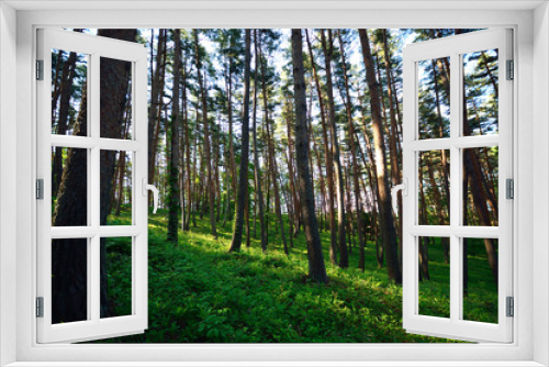 Fototapeta Naklejka Na Ścianę Okno 3D - 早朝のアカマツ林　Red pine forest in early morning