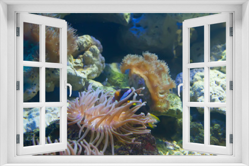 Fototapeta Naklejka Na Ścianę Okno 3D - coral and ocean
