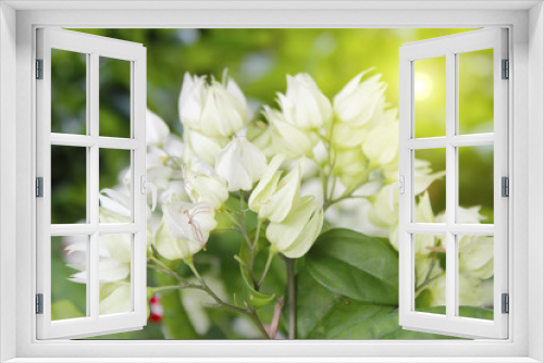 Fototapeta Naklejka Na Ścianę Okno 3D - White flower isolated on green background