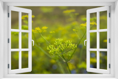 Fototapeta Naklejka Na Ścianę Okno 3D - Yellow flower Foeniculum vulgare