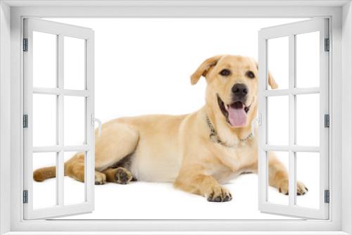 Fototapeta Naklejka Na Ścianę Okno 3D - seated Puppy Labrador retriever cream