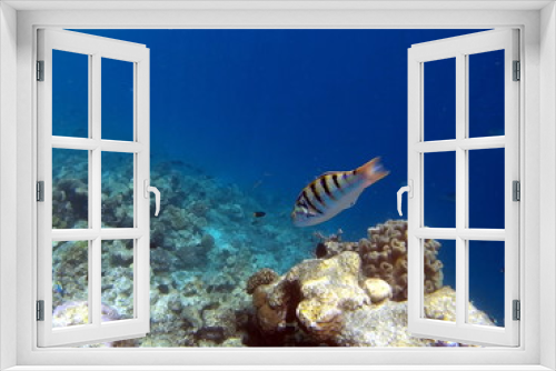 Fototapeta Naklejka Na Ścianę Okno 3D - Tropical Coral Reef Fishes of Indian Ocean