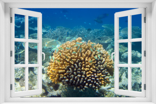 Fototapeta Naklejka Na Ścianę Okno 3D - Big pack of tropical fishes over a coral reef