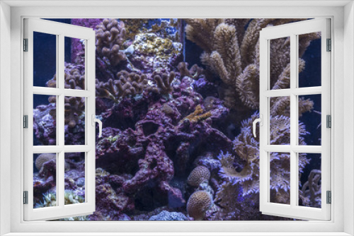 Fototapeta Naklejka Na Ścianę Okno 3D - Purple coral with fish