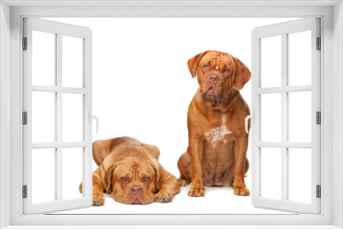 Fototapeta Naklejka Na Ścianę Okno 3D - Two French Mastiff dogs