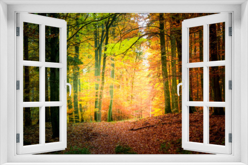 Fototapeta Naklejka Na Ścianę Okno 3D - Wonderful forest in the autumn in Europe