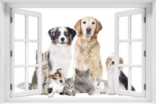 Fototapeta Naklejka Na Ścianę Okno 3D - Hunde Katzen freigestellt