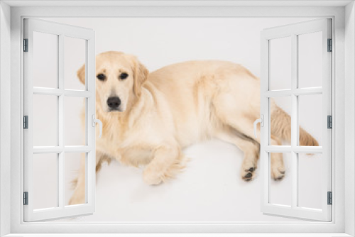 Fototapeta Naklejka Na Ścianę Okno 3D - The dog golden retriever is looking in camera over white