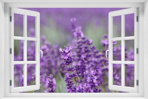 Fototapeta Naklejka Na Ścianę Okno 3D - Lavender Field