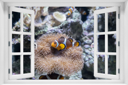 Fototapeta Naklejka Na Ścianę Okno 3D - Aquarium of Barcelona