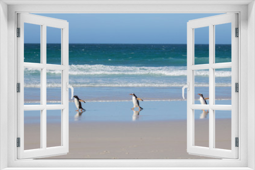 Fototapeta Naklejka Na Ścianę Okno 3D - Gentoo penguins on the beach