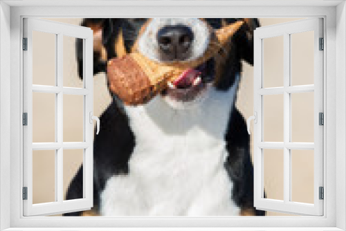 Fototapeta Naklejka Na Ścianę Okno 3D - happy dog holding an ice cream cone