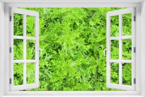 Fototapeta Naklejka Na Ścianę Okno 3D - Green fresh vegetables or Fresh lettuce salad leaves - Background Texture