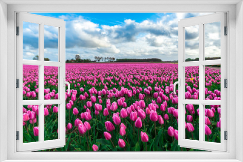 Fototapeta Naklejka Na Ścianę Okno 3D - Beautiful tulips field