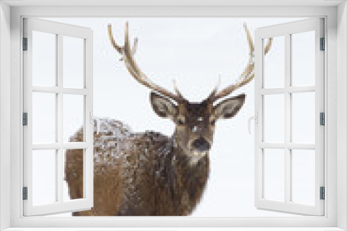 Fototapeta Naklejka Na Ścianę Okno 3D - Red deer standing in deep snow