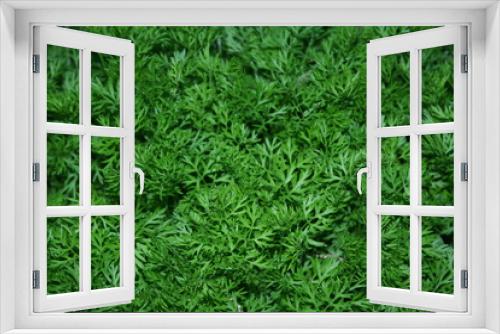 Fototapeta Naklejka Na Ścianę Okno 3D - Carrot Greens