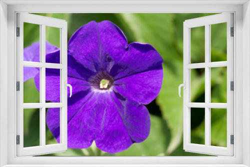 Fototapeta Naklejka Na Ścianę Okno 3D - Beautiful purple Petunias (Petunia hybrida) in garden