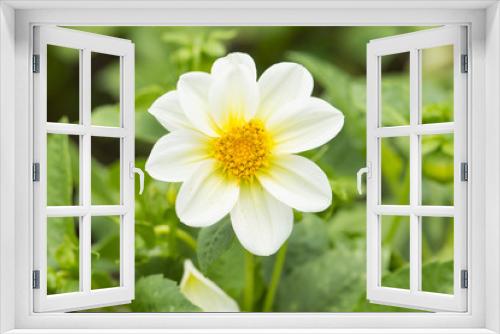 Fototapeta Naklejka Na Ścianę Okno 3D - Beautiful yellow Zinnia flower in garden.