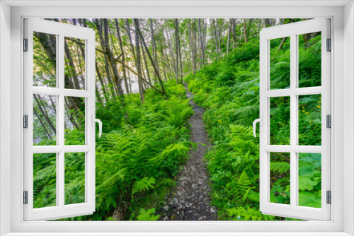 Fototapeta Naklejka Na Ścianę Okno 3D - Beautiful green forest. Birth of a Lake Trail. Mount St Helens National Park, South Cascades in Washington State, USA