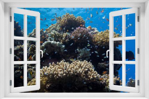 Fototapeta Naklejka Na Ścianę Okno 3D - Coral reef in clear blue sea