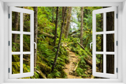 Fototapeta Naklejka Na Ścianę Okno 3D - path through a lush green forest