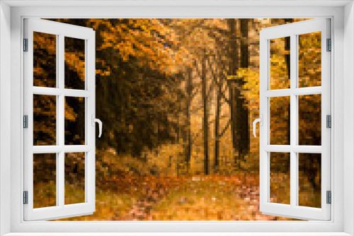 Fototapeta Naklejka Na Ścianę Okno 3D - Sonnenstrahlen im Wald 