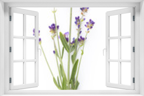 Fototapeta Naklejka Na Ścianę Okno 3D - Lavender flowers.